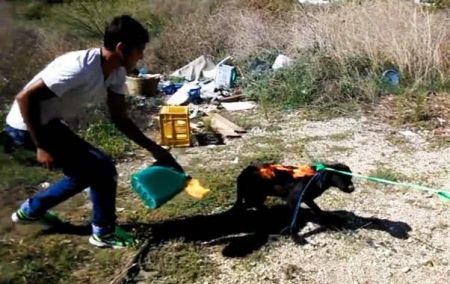 Ταυτοποιήθηκαν οι δράστες της φρικιαστικής κακοποίησης σκύλου