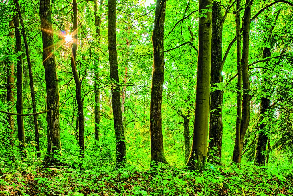 Προσλαμβάνονται οκταμηνίτες δασολόγοι και δασοπόνοι για τους Δασικούς Χάρτες