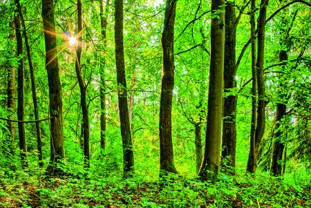 Προσλαμβάνονται οκταμηνίτες δασολόγοι και δασοπόνοι για τους Δασικούς Χάρτες