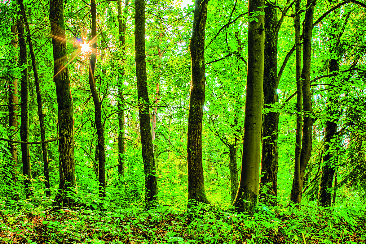 Προσλαμβάνονται οκταμηνίτες δασολόγοι και δασοπόνοι για τους Δασικούς Χάρτες