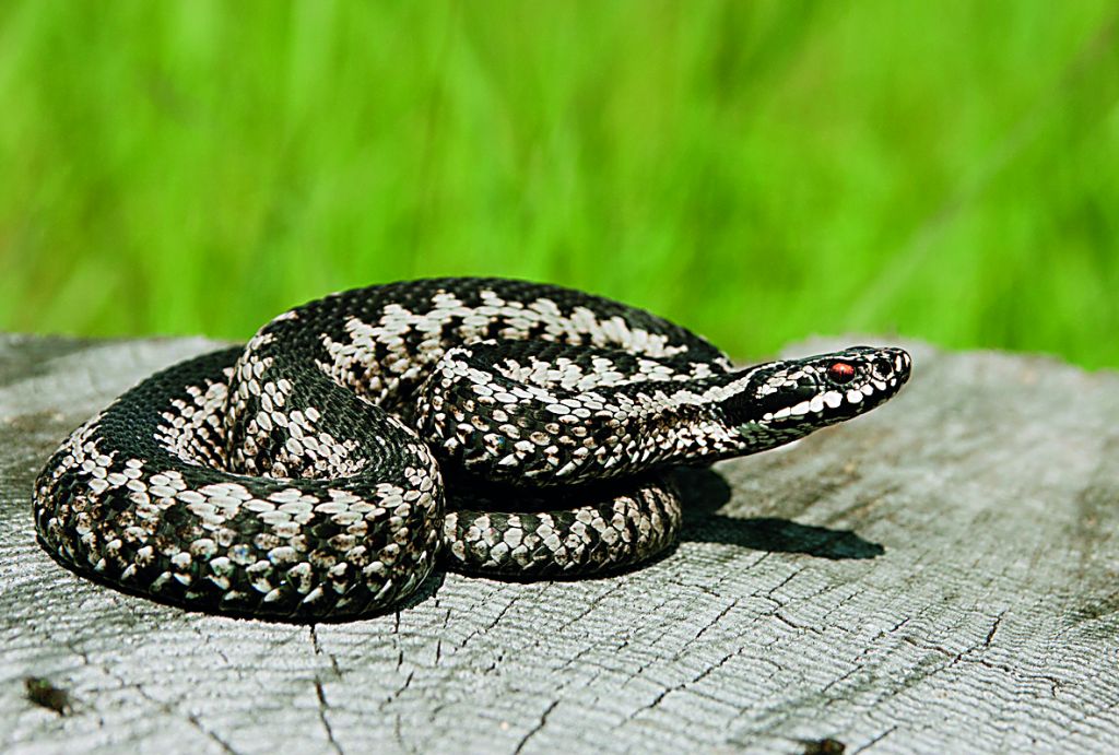 ΙΣΑ: Ζητά εξηγήσεις από υπουργείο Υγείας για τον αντιοφικό ορό