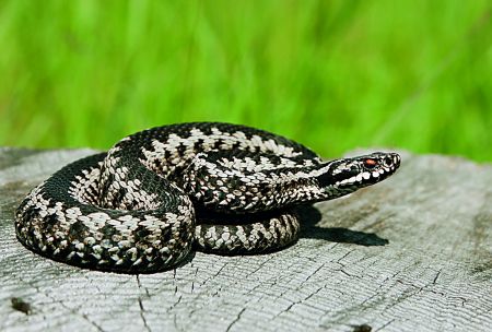 ΙΣΑ: Ζητά εξηγήσεις από υπουργείο Υγείας για τον αντιοφικό ορό