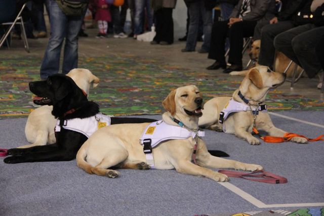 Εργαζόμενοι τετράποδοι οδηγοί, οι σκύλοι των τυφλών