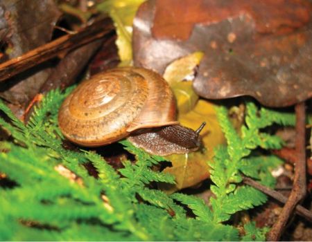 Ερμαφρόδιτο σαλιγκάρι «σύμβολο» του γάμου ομοφύλων