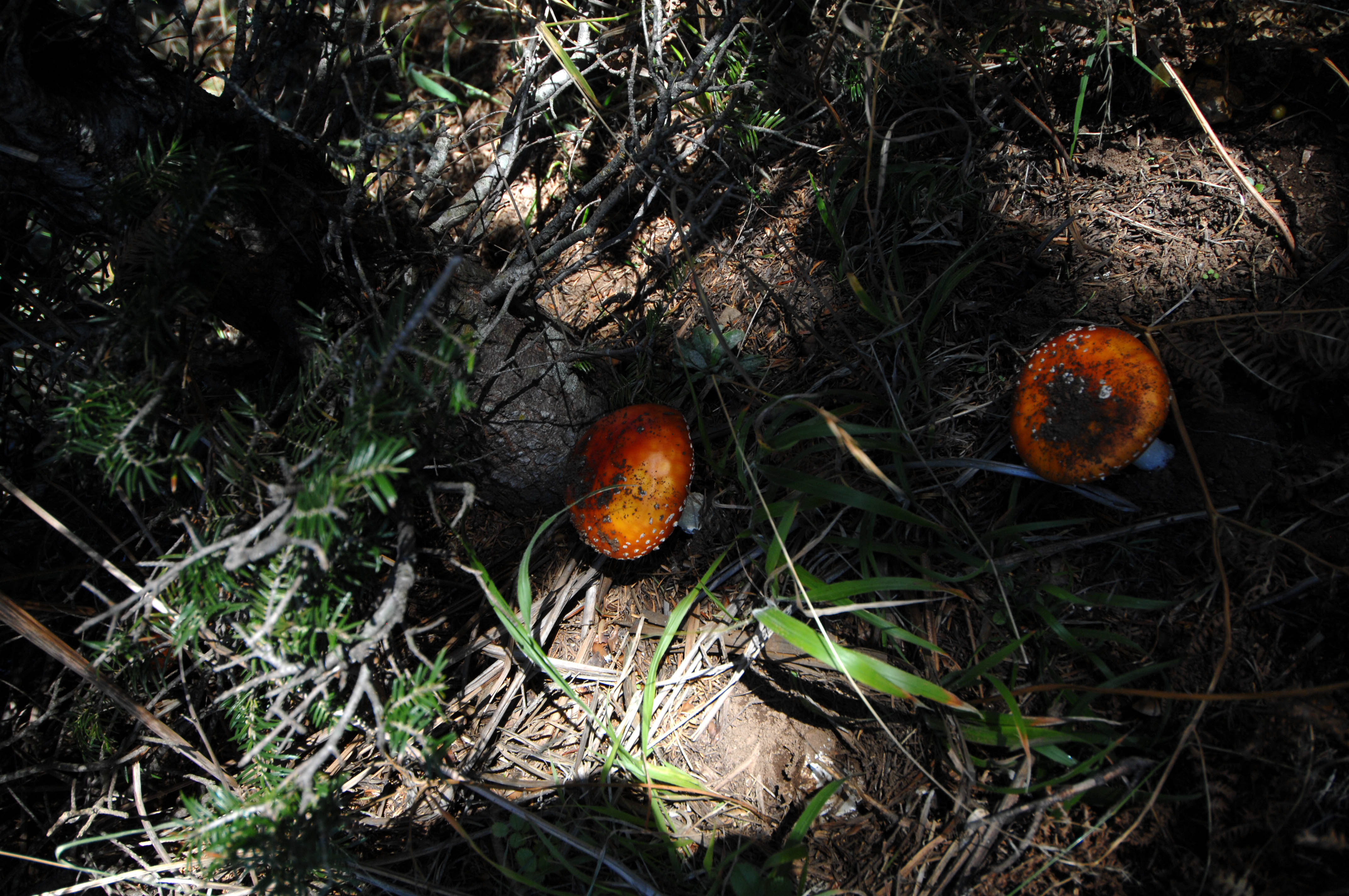 Πέθανε μοναχός από κατανάλωση δηλητηριωδών μανιταριών