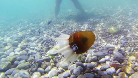 Ρομποτικό χταπόδι στις ελληνικές θάλασσες!