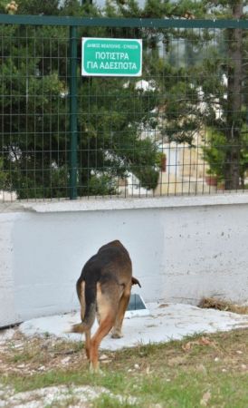 Τώρα και ταΐστρες για τα αδέσποτα ζώα…