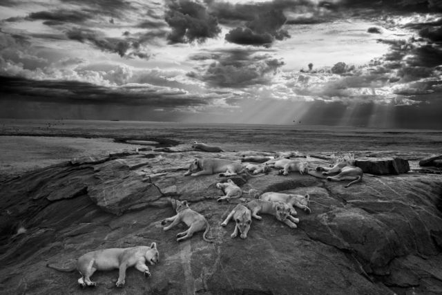 «Άγρια Ζωή» σε εννέα βραβευμένες εικόνες