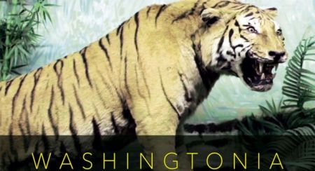 Υποψήφια στα βραβεία της Ευρωπαϊκής Ακαδημίας η «Washingtonia»