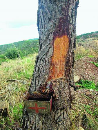 Κρασί από τον τόπο σου