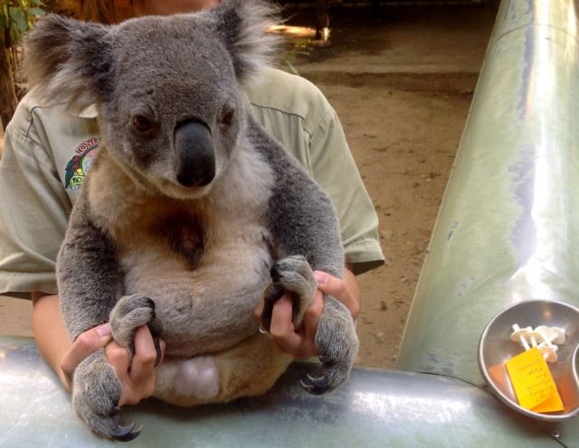 Εμβόλιο για τα χλαμύδια ίσως σώσει τα κοάλα