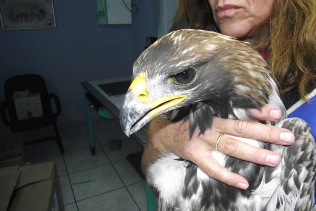 Ενας σπάνιος χρυσαετός – αλμπίνο από το Μεσολόγγι