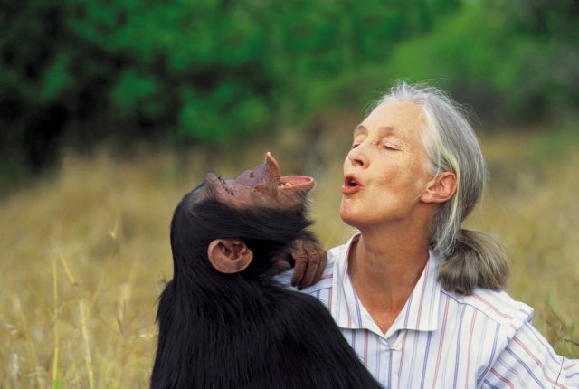 Τζέιν Γκούντολ: Οι συγγενείς μας οι χιμπατζήδες