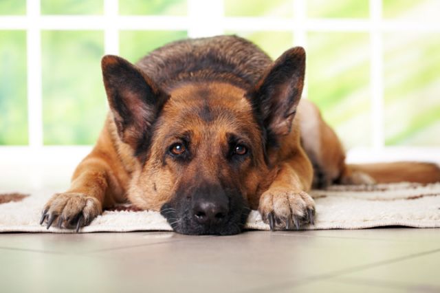 Οι σκύλοι θα αποκαλύψουν το «ελιξίριο της μακροζωίας»;