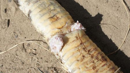 Από πού προέρχεται το πέος;