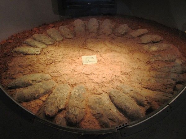 Πώς οι δεινόσαυροι κλωσούσαν τα αβγά τους χωρίς να τα σπάνε