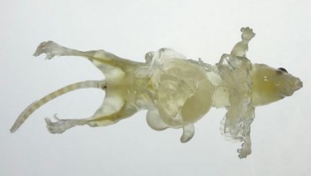 Αγάπη μου έκανα τα πειραματόζωα διάφανα