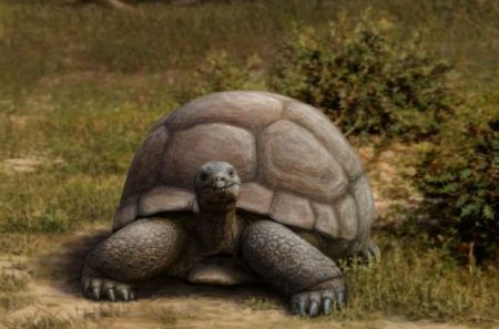 «Τιτανοχελώνες» σέρνονταν στην προϊστορική Ευρώπη
