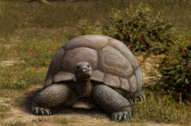 «Τιτανοχελώνες» σέρνονταν στην προϊστορική Ευρώπη