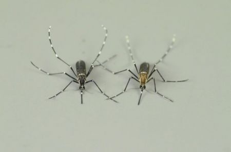 Μικρή μετάλλαξη μετέτρεψε άκακο κουνούπι σε βαμπίρ