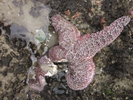 Ιός σκοτώνει με φρικτό τρόπο τους αστερίες των ΗΠΑ