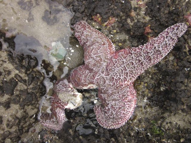 Ιός σκοτώνει με φρικτό τρόπο τους αστερίες των ΗΠΑ