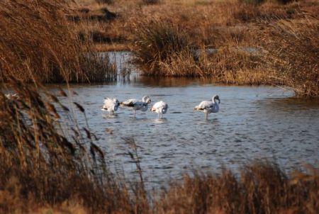 Τσιμέντο να γίνει παραθαλάσσιος υγρότοπος στην Πιερία χάριν… ανάπτυξης