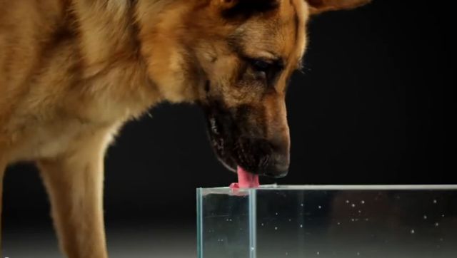 Γιατί τα σκυλιά τα κάνουν μούσκεμα όταν πίνουν νερό