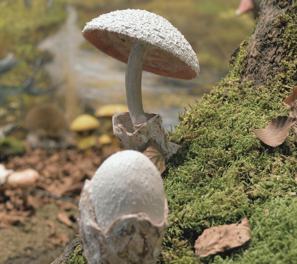 Στο βασίλειο των μανιταριών