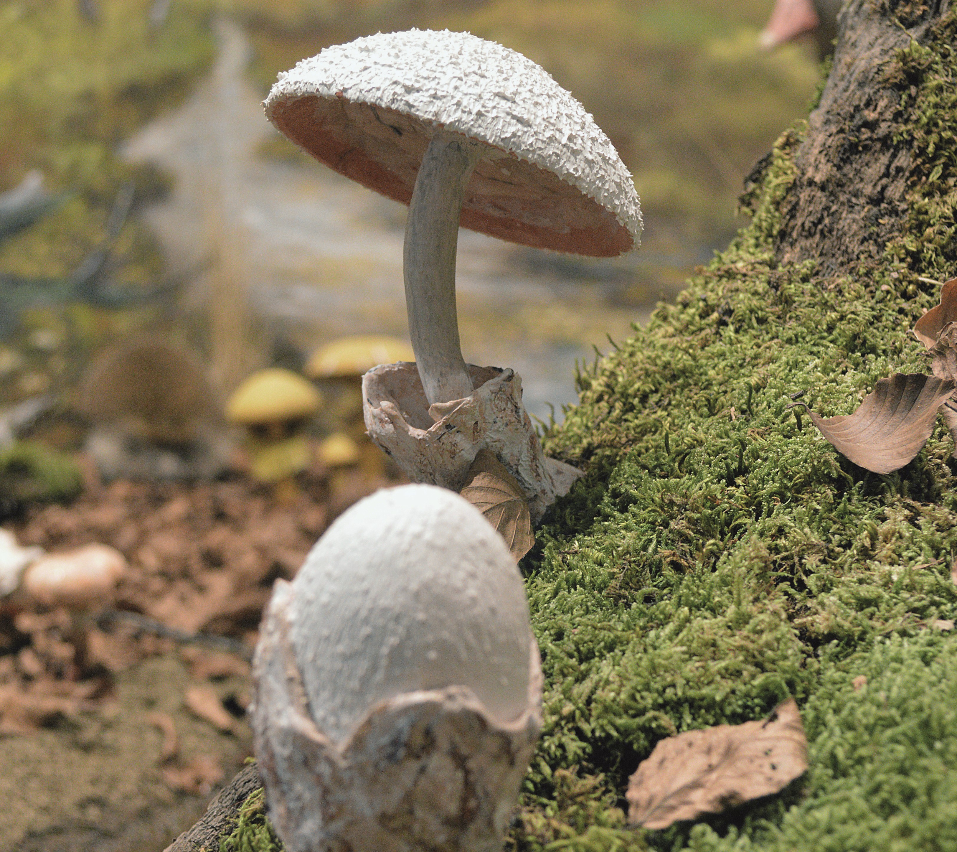 Στο βασίλειο των μανιταριών