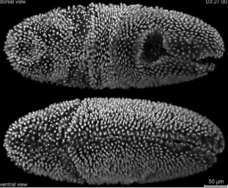 Η ζωή σε μεγέθυνση
