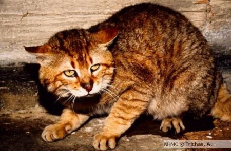 «Άφαντος στον Ψηλορείτη» ο ενδημικός αγριόγατος της Κρήτης