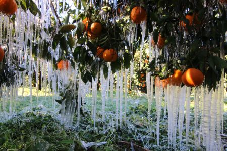 ΕΛΓΑ: Καταβολή αποζημιώσεων €25 εκατ. εντός Μαΐου