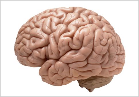 Φαντάσματα αρχαίων ιών «ρυθμίζουν τη λειτουργία του εγκεφάλου»