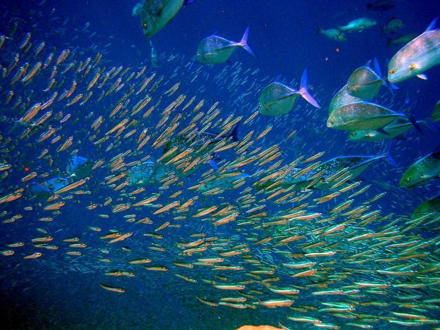 Τα ψάρια διαθέτουν «υδροδυναμικό αισθητήρα»