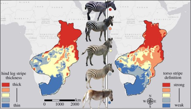 Οι ρίγες της ζέβρας είναι… κλιματιστικό