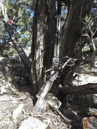 Τουφέκι του 1882 βρέθηκε ακουμπισμένο σε δέντρο