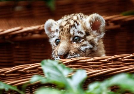 Γεννήθηκαν 30 τίγρεις Σιβηρίας που είναι είδος προς εξαφάνιση