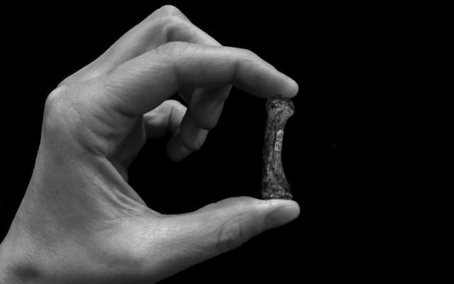 Οι πρόγονοί μας οι αυστραλοπίθηκοι «είχαν αντιτακτό αντίχειρα»