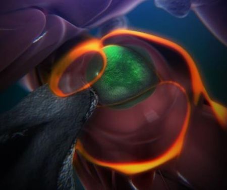 «Συνέλαβαν» τα βλαστικά αιμοποιητικά κύτταρα επί το έργον