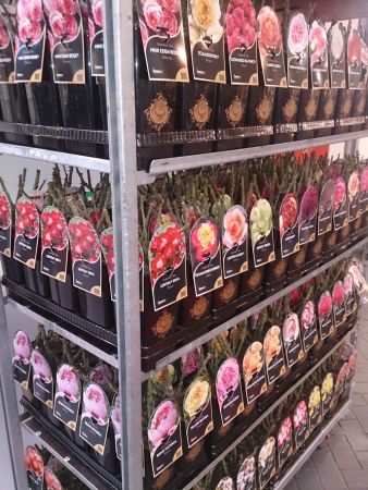 Ο επίμονος κηπουρός