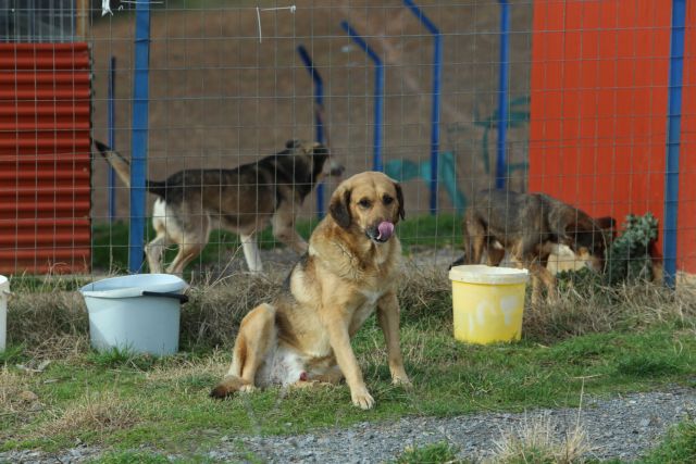 Φθιώτιδα:Συνελήφθη γιατί πυροβόλησε σκύλο