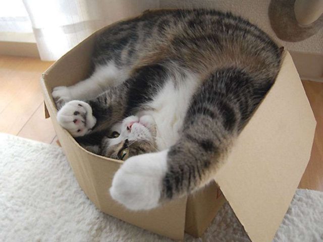 Γιατί οι γάτες λατρεύουν τα κουτιά;