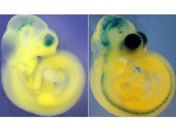 Ποντίκια με ανθρώπινο DNA έχουν υπερφυσικό εγκέφαλο