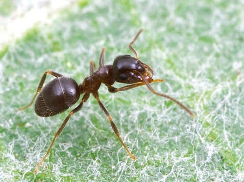 Πού πηγαίνουν τα μυρμήγκια για να κάνουν την ανάγκη τους