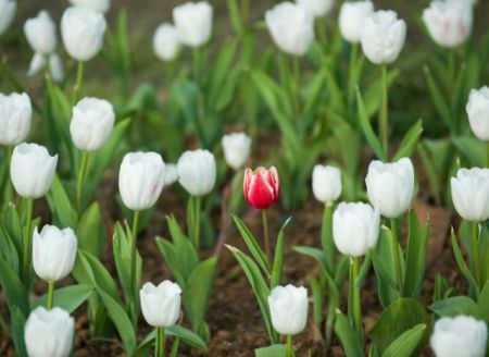 Σπάνιοι αλλά όχι μόνοι