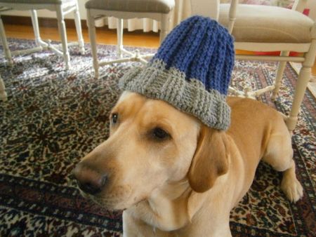 Από πού κρατάει η σκούφια των σκύλων;