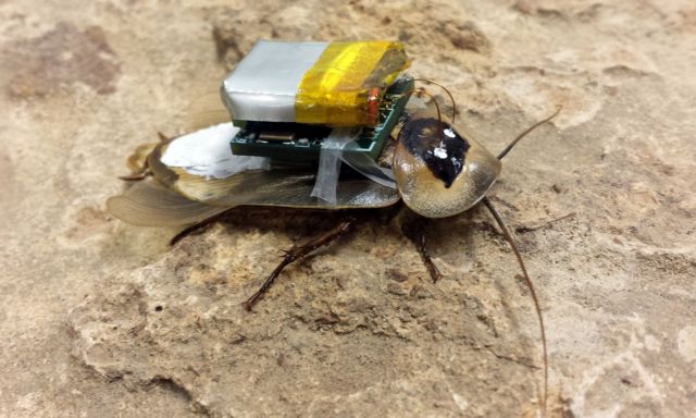 Κατσαρίδες μετατρέπονται σε τηλεκατευθυνόμενα cyborg
