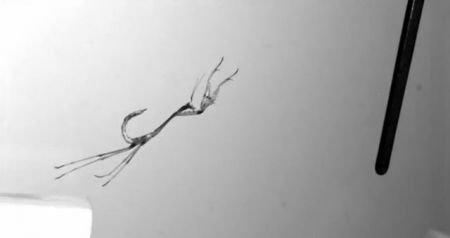 Αλογάκι της Παναγίας, δολοφόνος με ταλέντο στα ακροβατικά