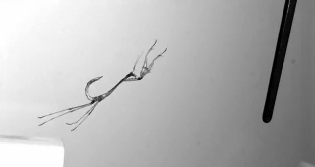 Αλογάκι της Παναγίας, δολοφόνος με ταλέντο στα ακροβατικά